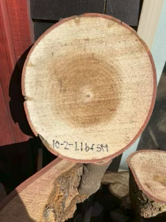 Spalted Maple